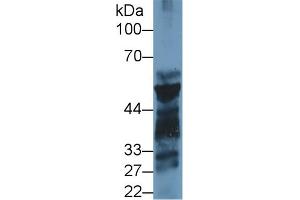 Western Blot; Sample: Mouse Pancreas lysate; Primary Ab: 1µg/ml Rabbit Anti-Rat PL Antibody Second Ab: 0. (PNLIP 抗体  (AA 47-280))