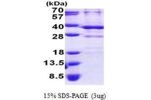 Bartter Syndrome, Infantile, with Sensorineural Deafness (Barttin) (BSND) (AA 54-320) protein (His tag)