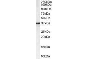 ABIN185209 staining (1µg/ml) of HEK293 lysate (RIPA buffer, 35µg total protein per lane). (MPG 抗体  (C-Term))