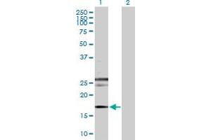 Western Blot analysis of RHEB expression in transfected 293T cell line by RHEB MaxPab polyclonal antibody. (RHEB 抗体  (AA 1-184))