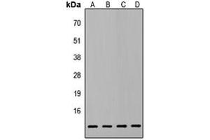 Western blot analysis of ATP5L2 expression in HepG2 (A), PC3 (B), MCF7 (C), NIH3T3 (D) whole cell lysates. (ATP5L2 抗体  (Center))