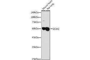 Western blot analysis of extracts of various cell lines, using SF3 antibody (ABIN1682671, ABIN3018959, ABIN3018960 and ABIN6220644) at 1:1000 dilution.