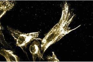 Immunofluoresence staining of human fibroblasts. (ERK1 抗体  (AA 325-345))