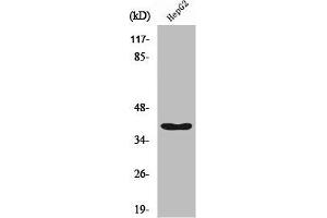 Western Blot analysis of HepG2 cells using RFC3 Polyclonal Antibody (RFC3 抗体  (Internal Region))