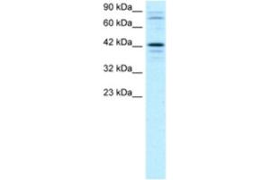 Western Blotting (WB) image for anti-SRY (Sex Determining Region Y)-Box 18 (SOX18) antibody (ABIN2460643) (SOX18 抗体)