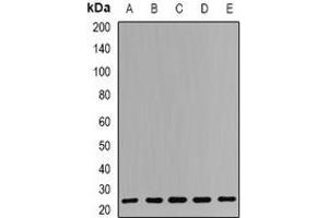 Western blot analysis of RPS7 expression in Hela (A), A549 (B), NIH3T3 (C), mouse liver (D), rat liver (E) whole cell lysates. (RPS7 抗体)