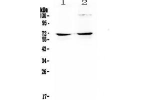 Western Blotting (WB) image for anti-Nuclear Factor I/A (NFIA) (AA 180-224), (Middle Region) antibody (ABIN4886680)