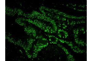 Immunofluorescence (IF) image for anti-Ubiquitin Specific Peptidase 7 (Herpes Virus-Associated) (USP7) (AA 1-50) antibody (ABIN7449033) (USP7 抗体  (AA 1-50))