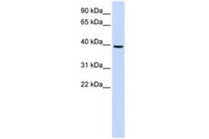 Image no. 1 for anti-Monoacylglycerol O-Acyltransferase 2 (MOGAT2) (AA 180-229) antibody (ABIN6741070) (MOGAT2 抗体  (AA 180-229))