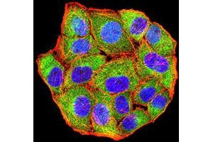 Immunofluorescence analysis of Hela cells using MET mouse mAb (green). (c-MET 抗体  (AA 743-932))