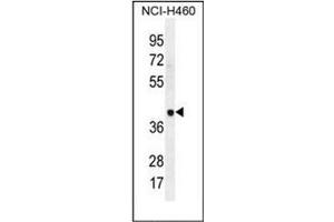 Western blot analysis of LRRC38 Antibody (C-term) in NCI-H460 cell line lysates (35ug/lane). (LRRC38 抗体  (C-Term))