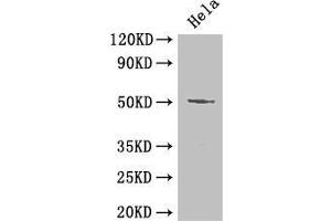 Western Blot Positive WB detected in: Hela whole cell lysate All lanes: POU2F2 antibody at 2 μg/mL Secondary Goat polyclonal to rabbit IgG at 1/50000 dilution Predicted band size: 52, 50, 44, 63 kDa Observed band size: 52 kDa (Oct-2 抗体  (AA 277-389))