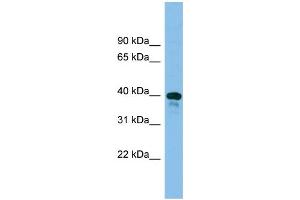 WB Suggested Anti-Tsc22d4 Antibody Titration: 0. (TSC22D4 抗体  (Middle Region))