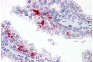 Anti-TM9SF1 antibody  ABIN960827 IHC staining of human prostate. (TM9SF1 抗体  (N-Term))