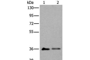 Western blot analysis of 293T cell lysates using METAP1D Polyclonal Antibody at dilution of 1:600 (MAP1D 抗体)