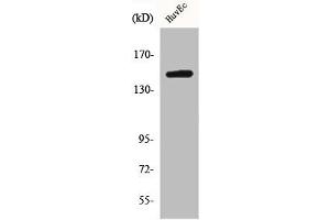 Western Blot analysis of HepG2 cells using BRCAA1 Polyclonal Antibody (BRCAA1 抗体  (Internal Region))