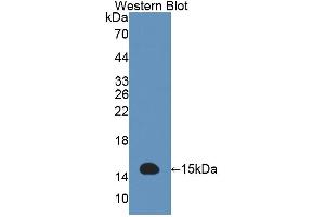 Western Blotting (WB) image for anti-Acylphosphatase 2, Muscle Type (Acyp2) (AA 2-99) antibody (ABIN5013081)