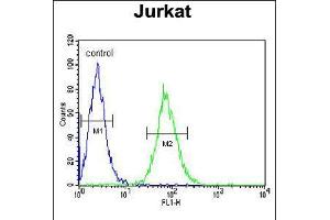 Flow cytometric analysis of Jurkat cells (right histogram) compared to a negative control cell (left histogram). (GGNBP2 抗体  (C-Term))