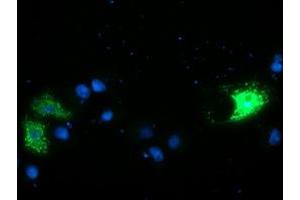 Immunofluorescence (IF) image for anti-Calcium Modulating Ligand (CAMLG) antibody (ABIN1497089) (CAMLG 抗体)