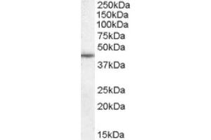 Image no. 1 for anti-WNT1 Inducible Signaling Pathway Protein 1 (WISP1) (C-Term) antibody (ABIN374896) (WISP1 抗体  (C-Term))