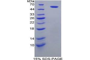 SDS-PAGE analysis of Rat PDI Protein. (P4HB 蛋白)