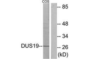 Western blot analysis of extracts from COS7 cells, using DUSP19 Antibody. (DUSP19 抗体  (AA 111-160))