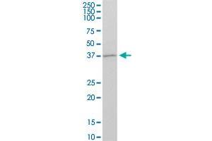 GBX1 MaxPab polyclonal antibody. (GBX1 抗体  (AA 1-363))
