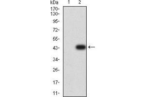 Western blot analysis using CD152 mAb against HEK293 (1) and CD152 (AA: extra 36-161)-hIgGFc transfected HEK293 (2) cell lysate. (CTLA4 抗体  (AA 36-161))