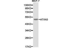 Western Blotting (WB) image for anti-Ataxin 3 (ATXN3) antibody (ABIN1871192) (Ataxin 3 抗体)