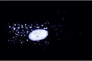 Immunofluorescent staining of WI-38 cells at 50 µg/ml. (Interleukin enhancer-binding factor 3 (ILF3) (AA 592-695) 抗体)