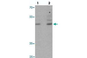 Western blot analysis of POU3F2 in NIH/3T3 cell lysate with POU3F2 polyclonal antibody  at (1) 1 and (2) 2 ug/mL. (POU3F2 抗体  (C-Term))