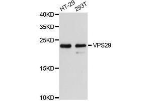 Western blot analysis of extracts of various cell lines, using VPS29 antibody. (VPS29 抗体)