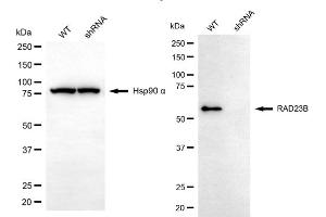 Western blotting analysis using RAD23B antibody (ABIN7800117). (RAD23B 抗体)