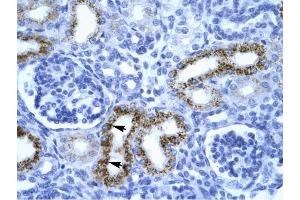 SERPINF1 antibody was used for immunohistochemistry at a concentration of 4-8 ug/ml to stain Epithelial cells of renal tubule (arrows) in Human Kidney. (PEDF 抗体  (N-Term))