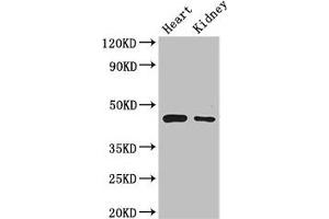 Western Blot Positive WB detected in: Mouse heart tissue, Mouse kidney tissue All lanes: PTCD2 antibody at 2. (PTCD2 抗体  (AA 153-388))