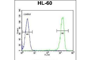 Flow cytometric analysis of HL-60 cells (right histogram) compared to a negative control cell (left histogram). (ITIH1 抗体  (AA 606-635))