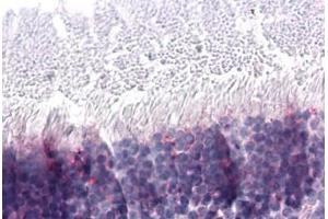 Anti-NR2E3 antibody  ABIN1049137 IHC staining of human retina.