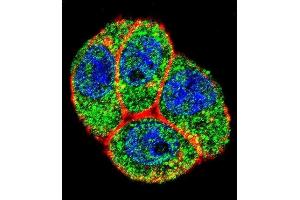 Confocal immunofluorescent analysis of PTK2 Antibody (Center) (ABIN1882121 and ABIN2842373) with Hela cell followed by Alexa Fluor 488-conjugated goat anti-rabbit lgG (green). (FAK 抗体  (AA 396-423))