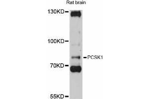 Western blot analysis of extracts of rat brain, using PCSK1 antibody (ABIN5998474) at 1:3000 dilution. (PCSK1 抗体)