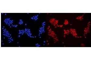IF analysis of DDB1 using anti-DDB1 antibody (ABIN3043823).