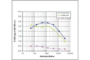 ELISA results of rabbit anti-MBD1 antibody ELISA results of rabbit anti-MBD1 antibody. (MBD1 抗体  (N-Term))