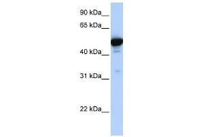 GLUD1 antibody used at 1 ug/ml to detect target protein. (GLUD1 抗体  (N-Term))