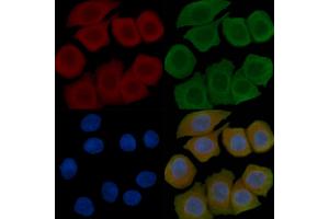 ABIN6257214 and ABIN6276104 staining Hela cells(45 min of heat-shock) by IF/ICC. (OPN5 抗体  (Internal Region))