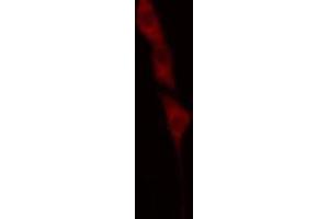 ABIN6269012 staining A549 cells by IF/ICC. (HSP70 1A 抗体  (C-Term))