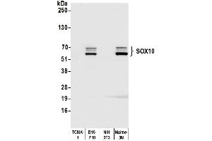 Western Blotting (WB) image for anti-SRY (Sex Determining Region Y)-Box 10 (SOX10) (AA 416-466) antibody (ABIN7454037) (Recombinant SOX10 抗体  (AA 416-466))