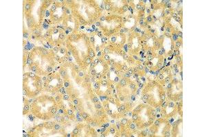 Immunohistochemistry of paraffin-embedded Mouse kidney using MOCS3 Polyclonal Antibody at dilution of 1:100 (40x lens). (MOCS3 抗体)