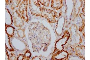 IHC image of ABIN7127819 diluted at 1:100 and staining in paraffin-embedded human kidney tissue performed on a Leica BondTM system. (Recombinant ATP1A1 抗体)