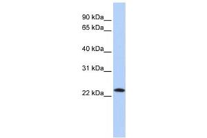 Western Blotting (WB) image for anti-Stromal Cell Derived Factor 2 (SDF2) antibody (ABIN2459225) (SDF2 抗体)