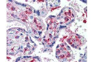 Immunohistochemical staining of DLK1 using anti-DLK1 (human), mAb (PF299-1)  in placenta, villi (1:500 dilution). (DLK1 抗体  (Extracellular Domain))