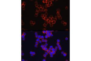 Immunofluorescence analysis of TF-1 cells using SIGLEC3/CD33 Rabbit pAb (ABIN3022815, ABIN3022816, ABIN3022817, ABIN1512703 and ABIN6219241) at dilution of 1:150 (40x lens). (CD33 抗体  (AA 49-259))